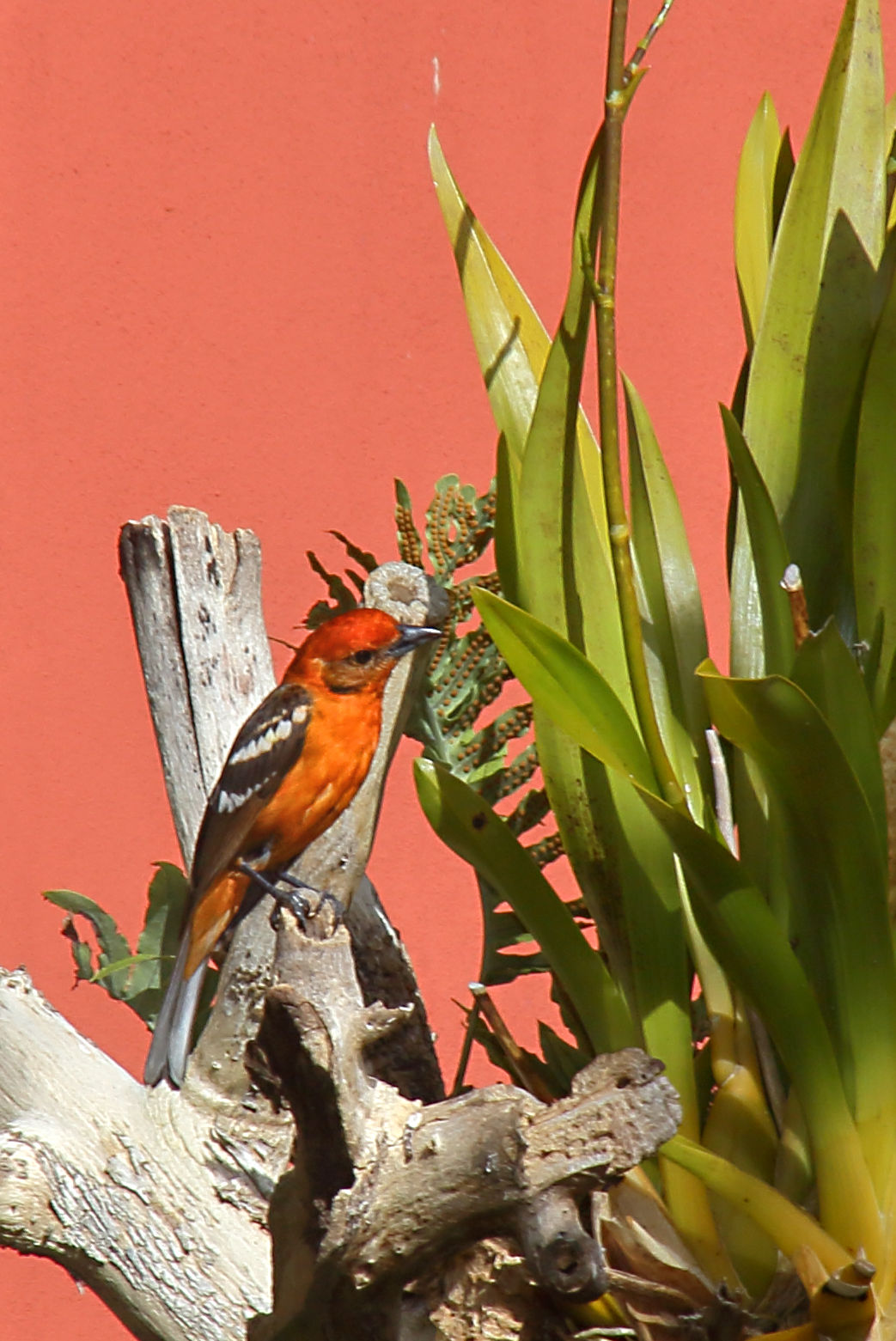 Flame-coloured Tanager at La Savegre