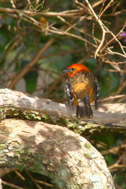 Flame-coloured Tanager at La Savegre