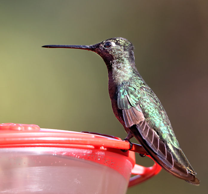 Magnificent Hummingbird at La Savegre