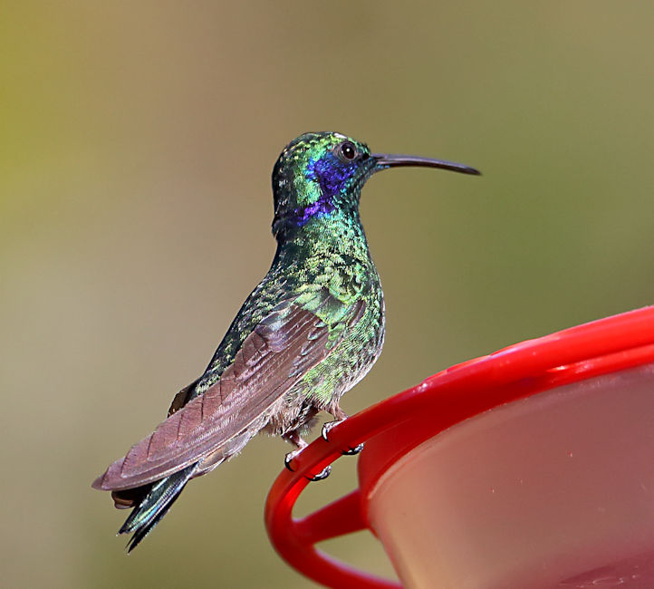 Green Violetear Hummingbird at La Savegre