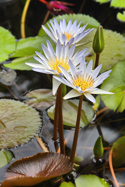 Water Lilies, Golfo Dulce Garden, Costa Rica