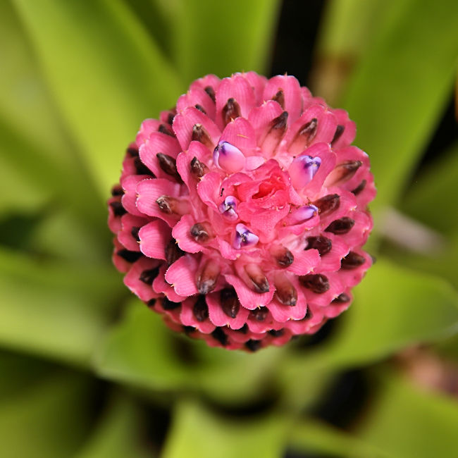 Bromeliad, Golfo Dulce Garden, Costa Rica