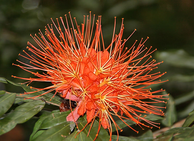 Venezuelan Rose, Golfo Dulce Garden, Costa Rica