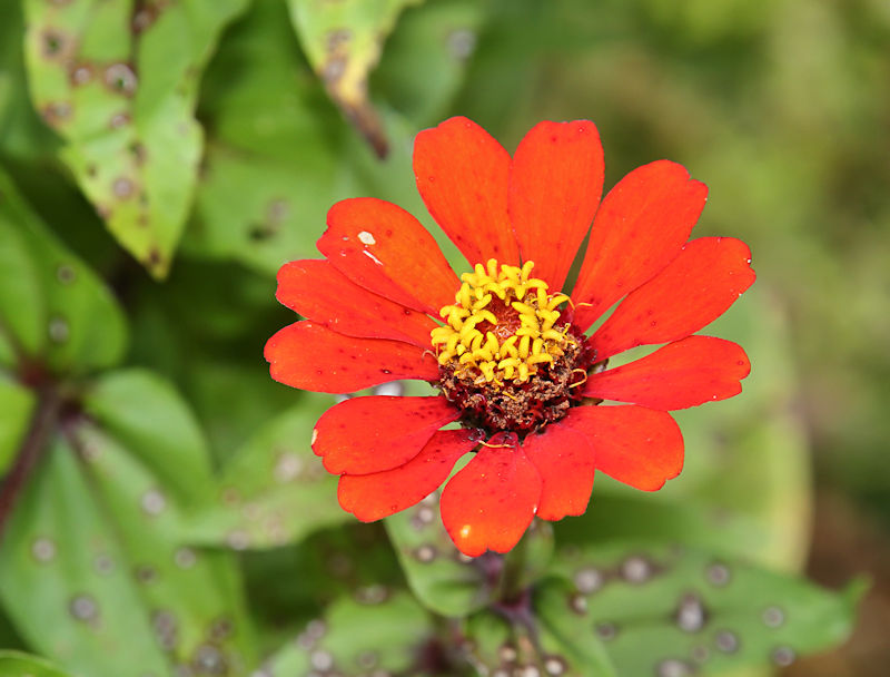 Zinnia, Golfo Dulce Garden, Costa Rica