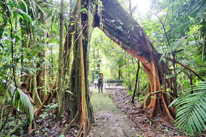 Jungle track at La Selva, Costa Rica