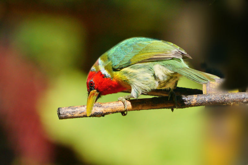 Red-headed Barbet at La Savegra