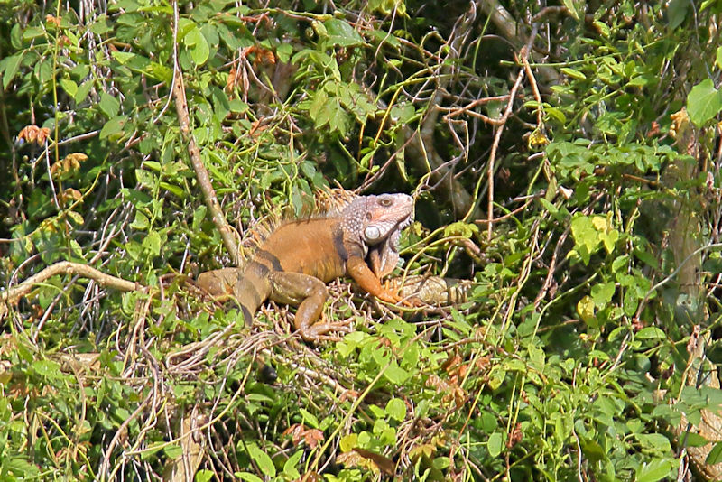 Green Iguana, Male - Panama