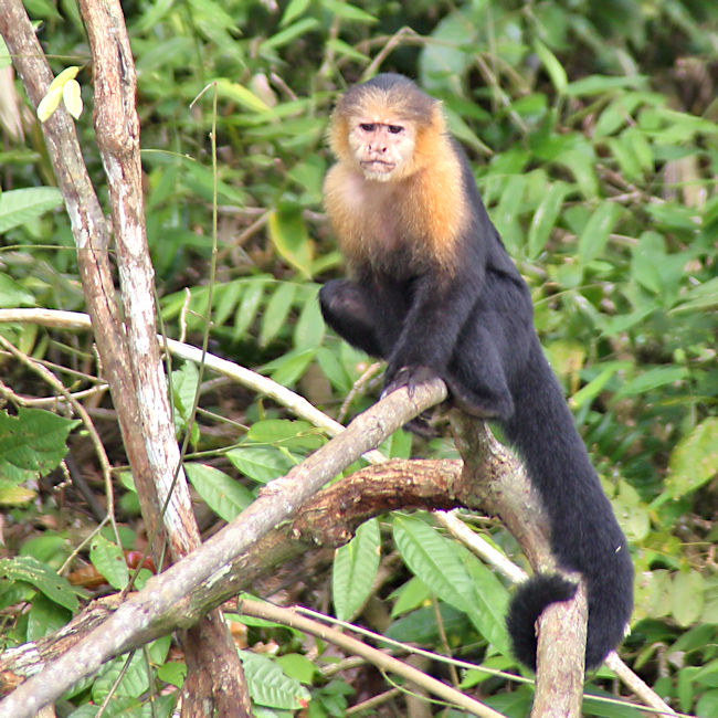 White-faced Capuchin, Panama