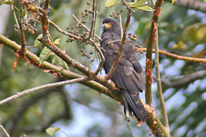 Snail Kite, Panama