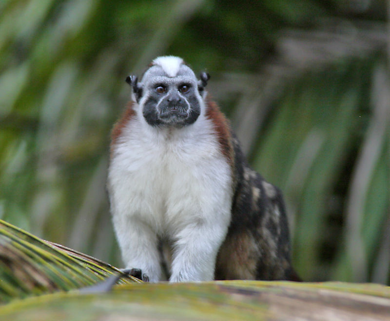 Geoffroy's Marmoset