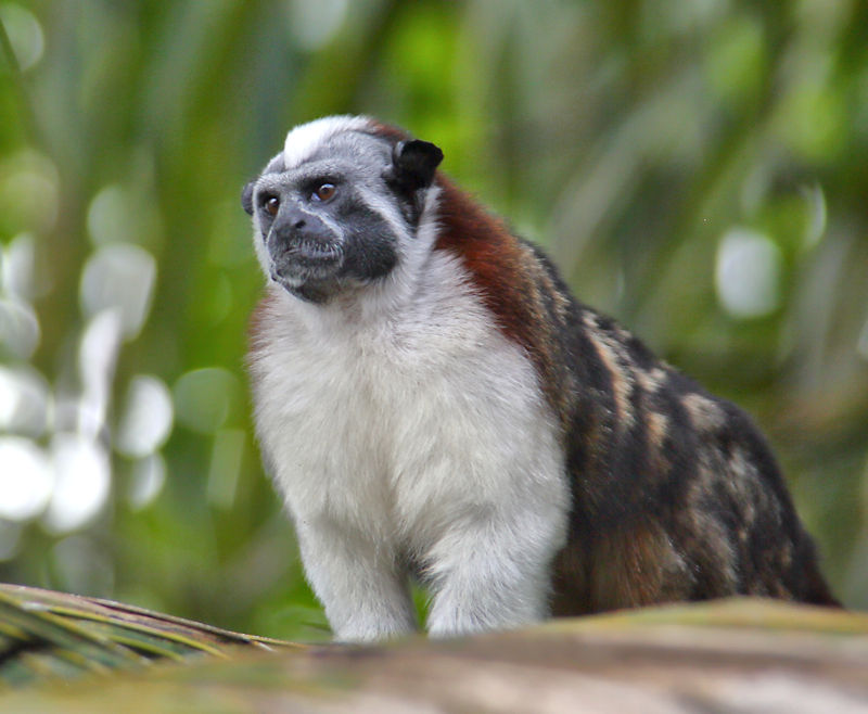 Geoffroy's Marmoset, Panama