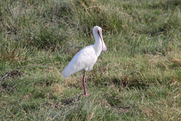 AfricanSpoonbill_5449.jpg