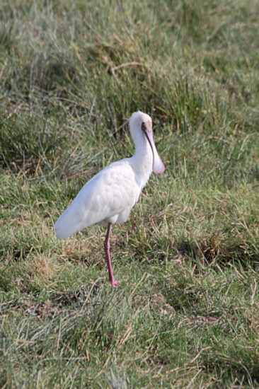 AfricanSpoonbill_5449_m_3v.jpg