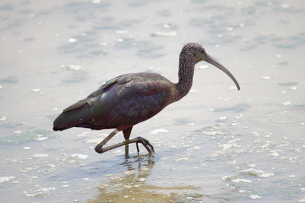 GlossyIbis_5508.jpg