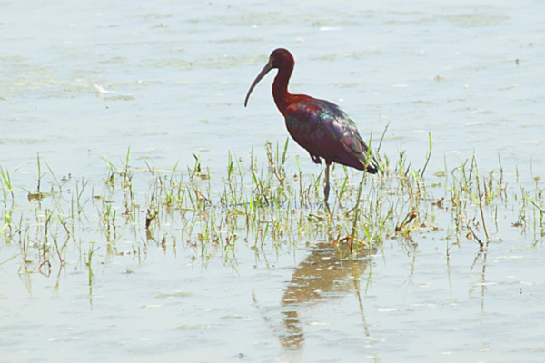 GlossyIbis_5509_m_3.jpg