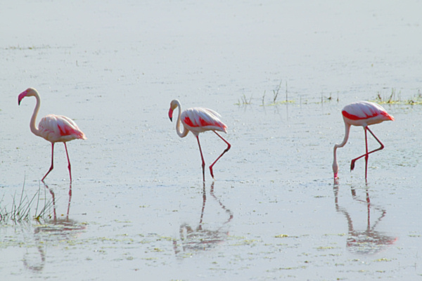 GreaterFlamingos_5474.jpg