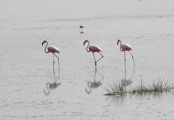 GreaterFlamingos_5475.jpg