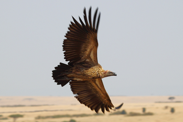 HoodedVulture_5948.jpg