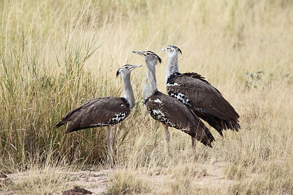 KoriBustard_5486.jpg