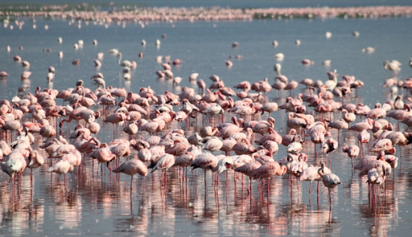 LesserFlamingos_5679_700.jpg