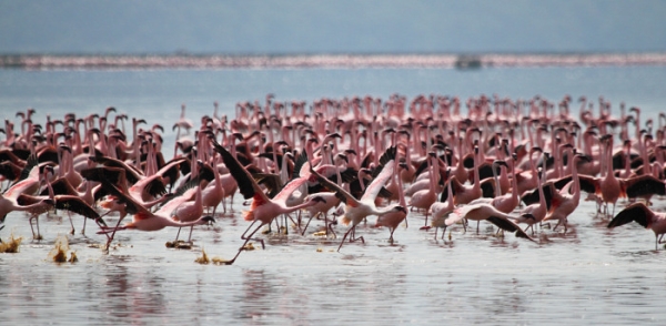 LesserFlamingos_5864_700.jpg