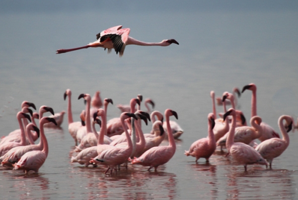 LesserFlamingos_5868_700.jpg