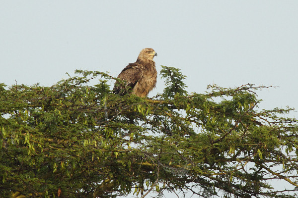 LesserSpottedEagleJuvenile_5637.jpg