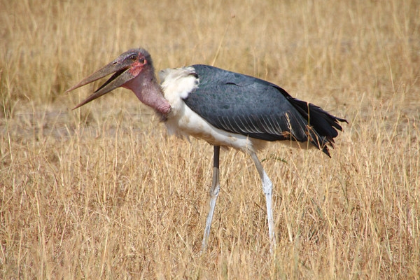 MarabouStork_2315.jpg