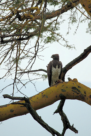 MarchallEagleEatingBird_5771v.jpg