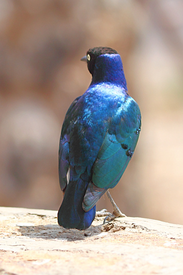 SupurbStarling_5531_m_3v.jpg