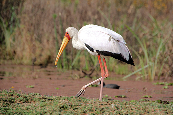 YellowBilledStork_2206.jpg