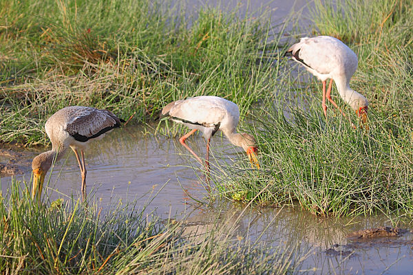 YellowBilledStorks_5418.jpg