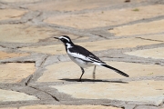 AfricanPiedWagtail_5811