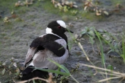 BlacksmithPLover_5414