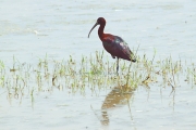 GlossyIbis_5509_m_3