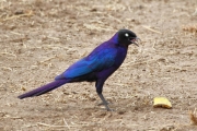 GlossyStarling_6008