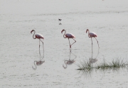 GreaterFlamingos_5475