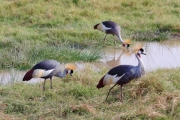 GreyCrownedCrane_5444