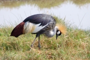 GreyCrownedCrane_5445