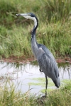 GreyHeron_5479v