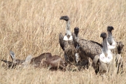 Hooded&griffonVultures_5947