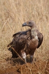 HoodedVulture_2313v