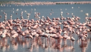 LesserFlamingos_5679_700