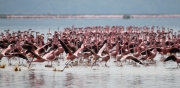 LesserFlamingos_5864_700