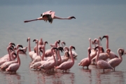 LesserFlamingos_5868_700