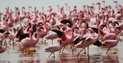 LesserFlamingos_5875_700