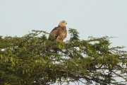 LesserSpottedEagleJuvenile_5637