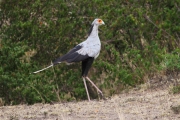 SecretaryBird_5974