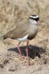 SpurWingedLapwingPlover_5505