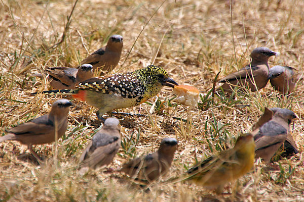 BirdGroups_1727.jpg